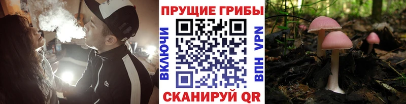 Галлюциногенные грибы MAGIC MUSHROOMS  закладка  Щучье 